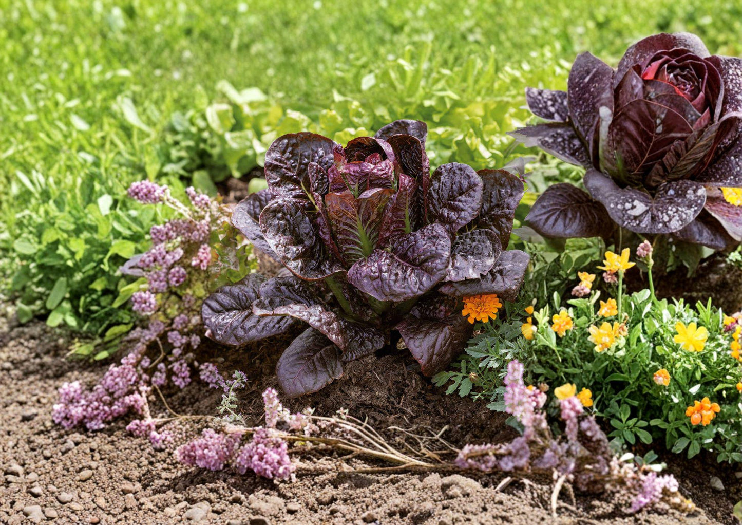 Red Romaine Lettuce Seeds – Heirloom Crisp Burgundy Leaf Vegetable, 1000 Seeds