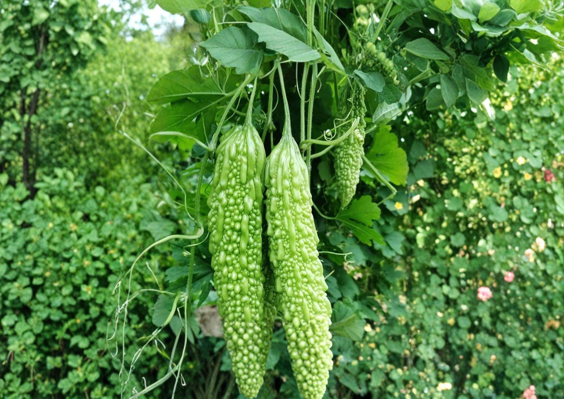 Dark Jade Hybrid Bitter Melon Seeds – Climbing Vine Vegetable Seeds for Asian Cuisine, Tropical Garden, 5 Seeds