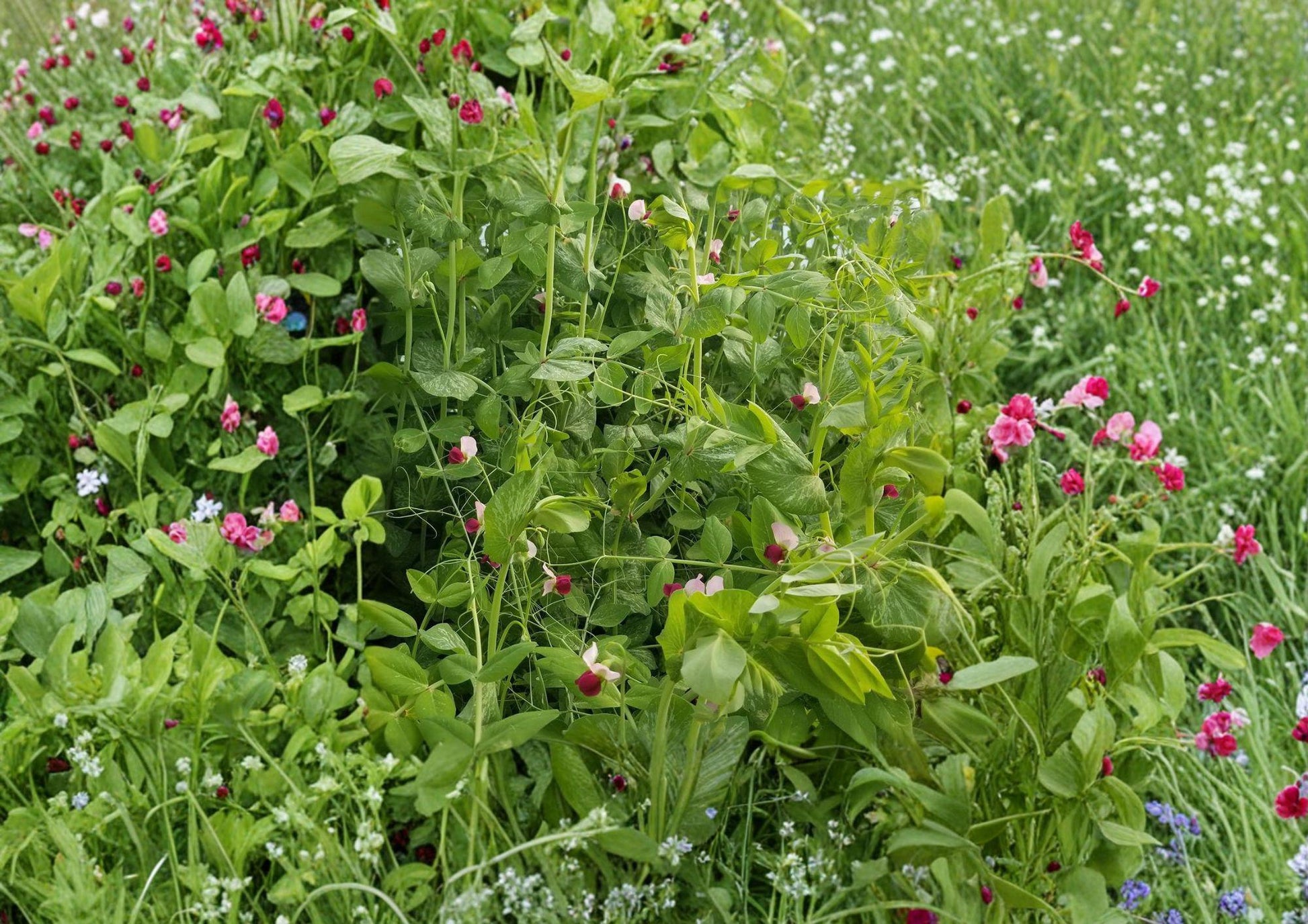 Dwarf Sugar Grey Snow Pea Seeds – Heirloom Compact Garden Plant for Small Spaces, Cool Season Edible Pods, Vegetable Seedling