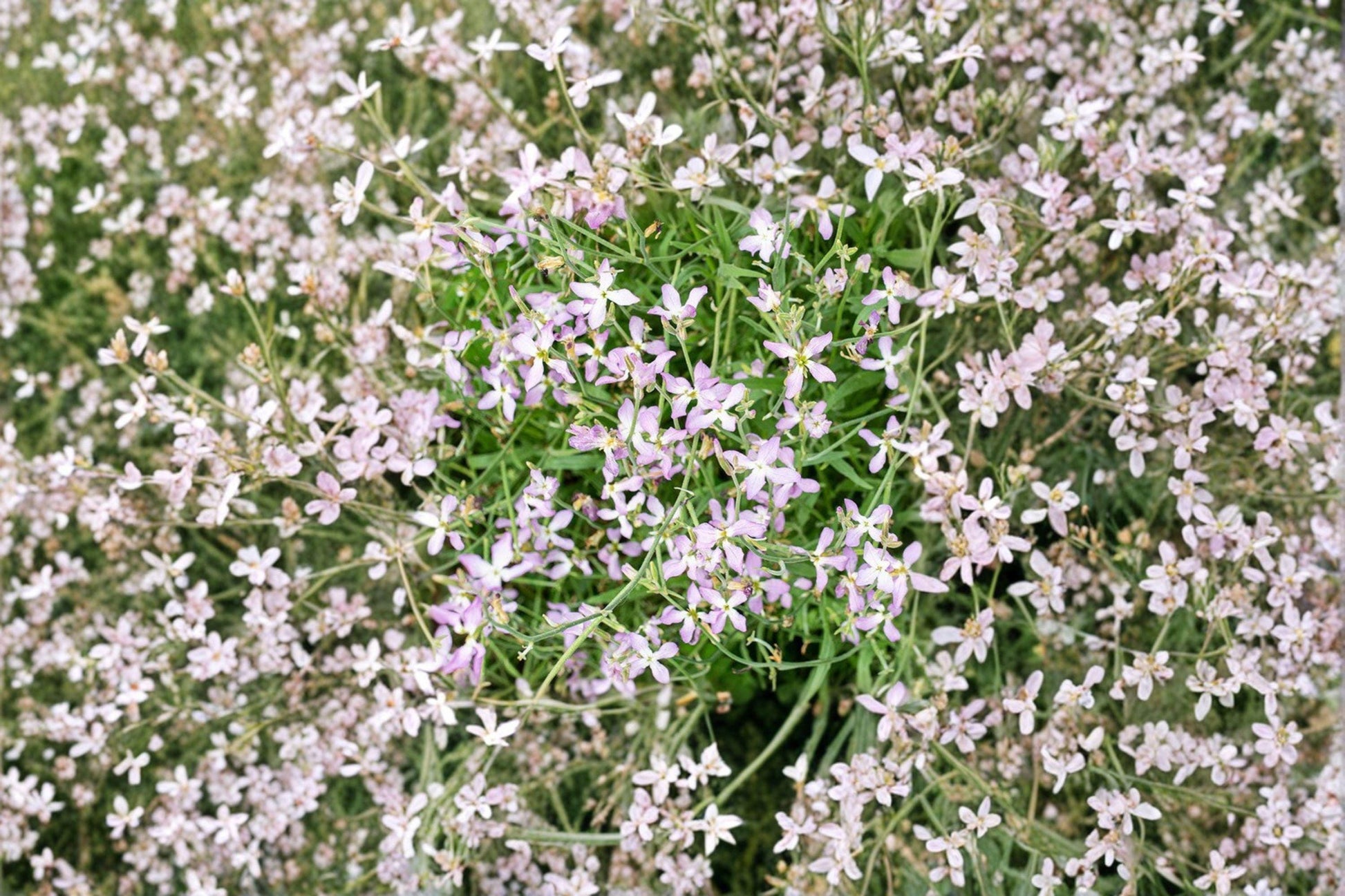 Evening Scented Stock Seeds – Fragrant Night Blooming Flowers for Cottage Gardens – Matthiola longipetala, 100 Seeds