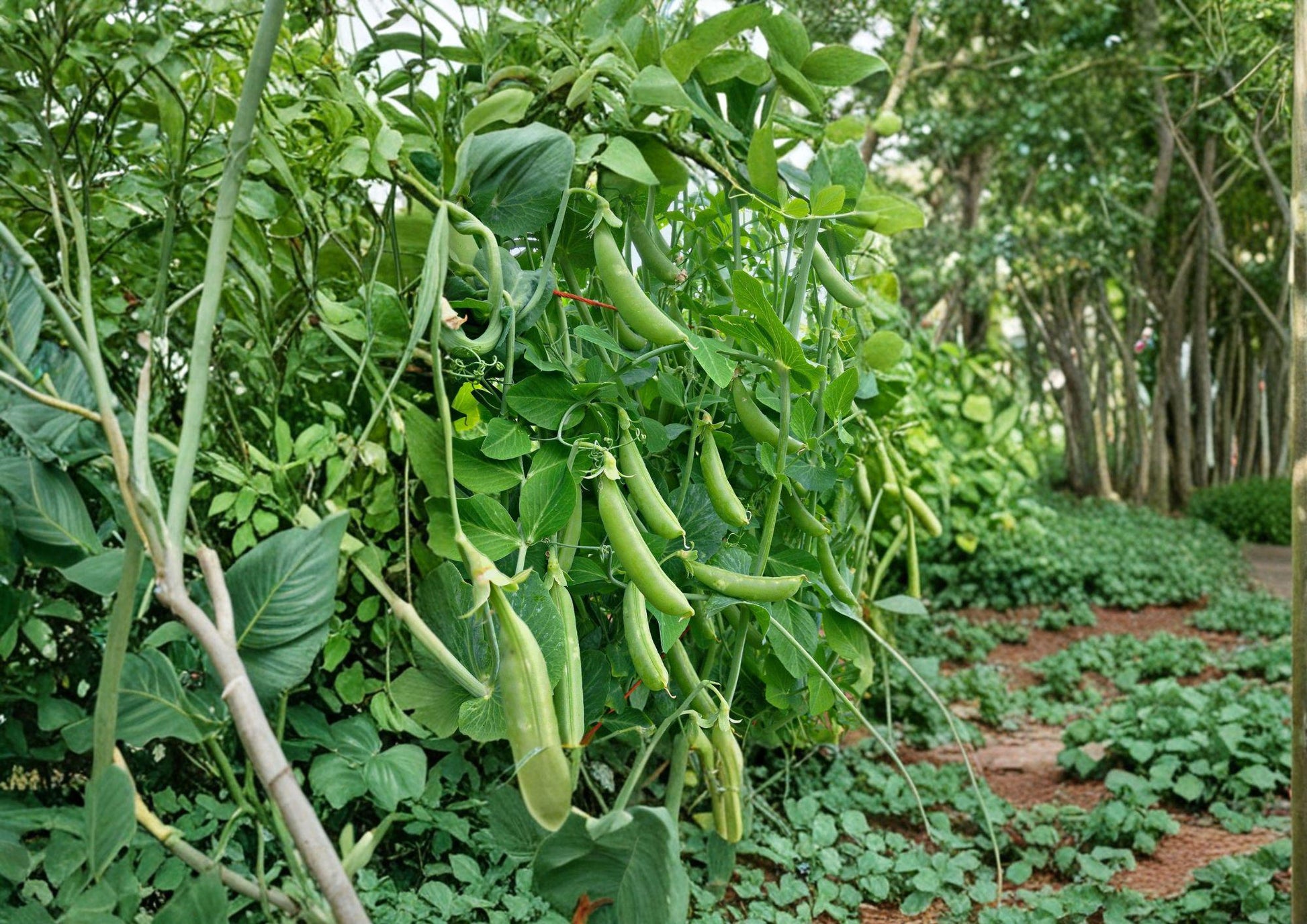 Heirloom Sugar Snap Pea Seeds – 50 Edible Pod Vegetable Seeds for Cool Season Garden, Climbing Vine, Sweet and Crunchy Pods