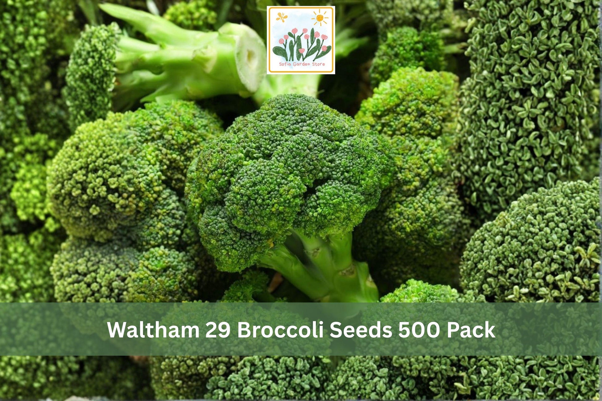 Waltham 29 Broccoli Seeds – Heirloom Brassica oleracea var. italica for Vegetable Gardens & Raised Beds, 500 Pack