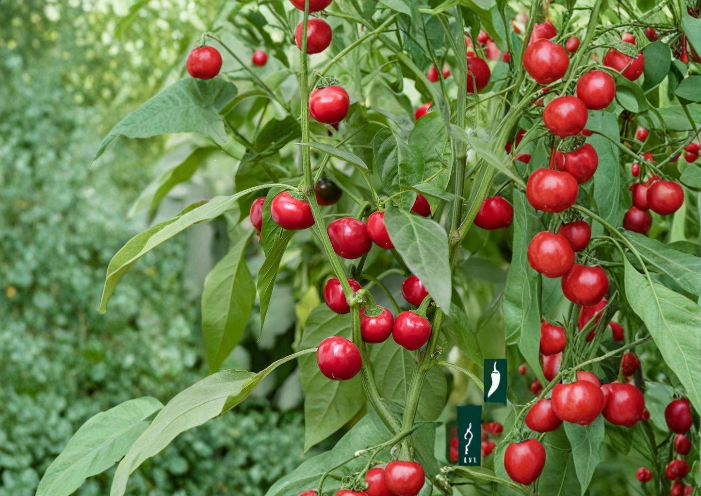 Large Cherry Hot Pepper Seeds – Heirloom Chili Vegetable Seeds for Spicy Red Peppers, Capsicum annuum