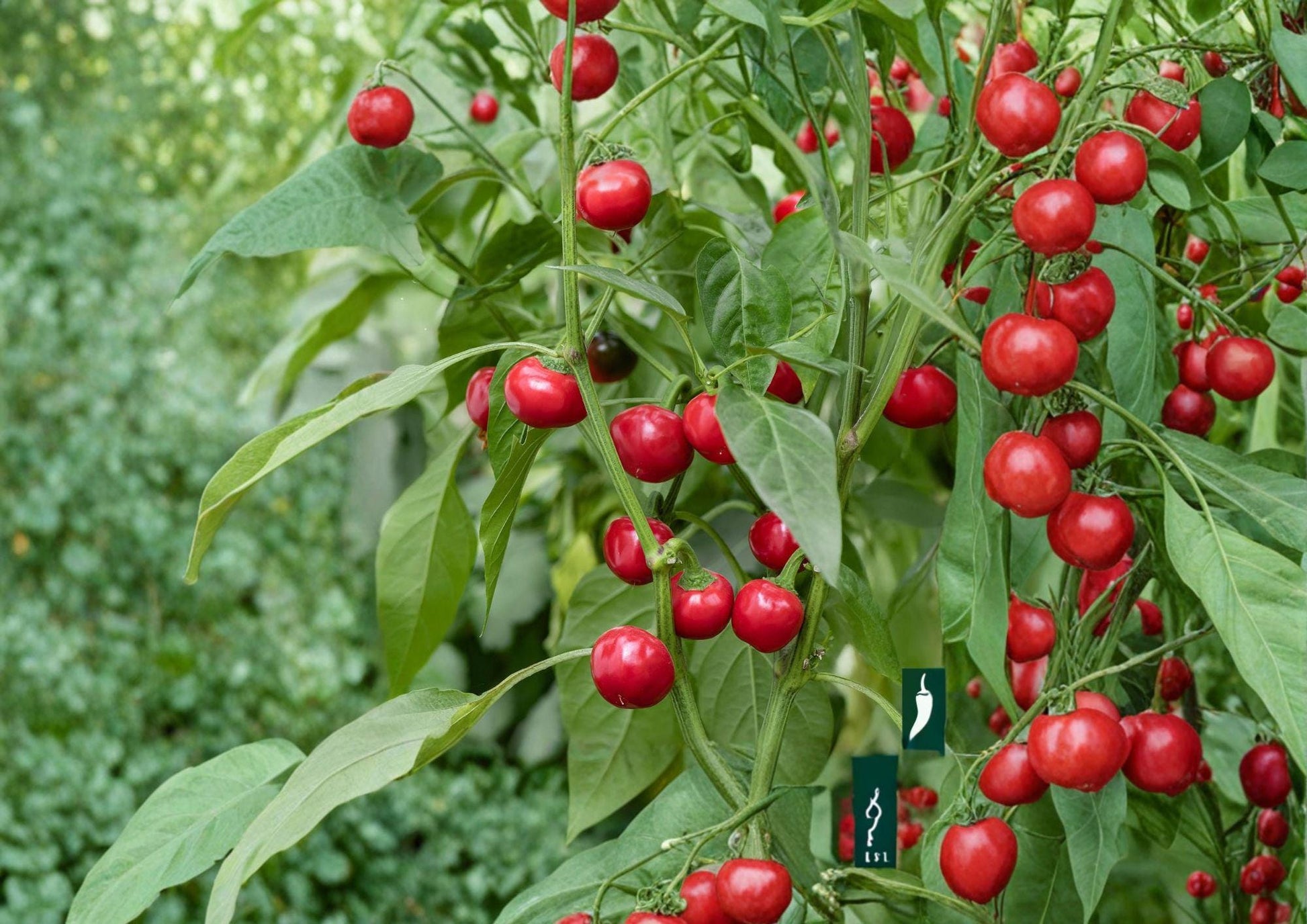 Large Cherry Hot Pepper Seeds – Heirloom Chili Vegetable Seeds for Spicy Red Peppers, Capsicum annuum
