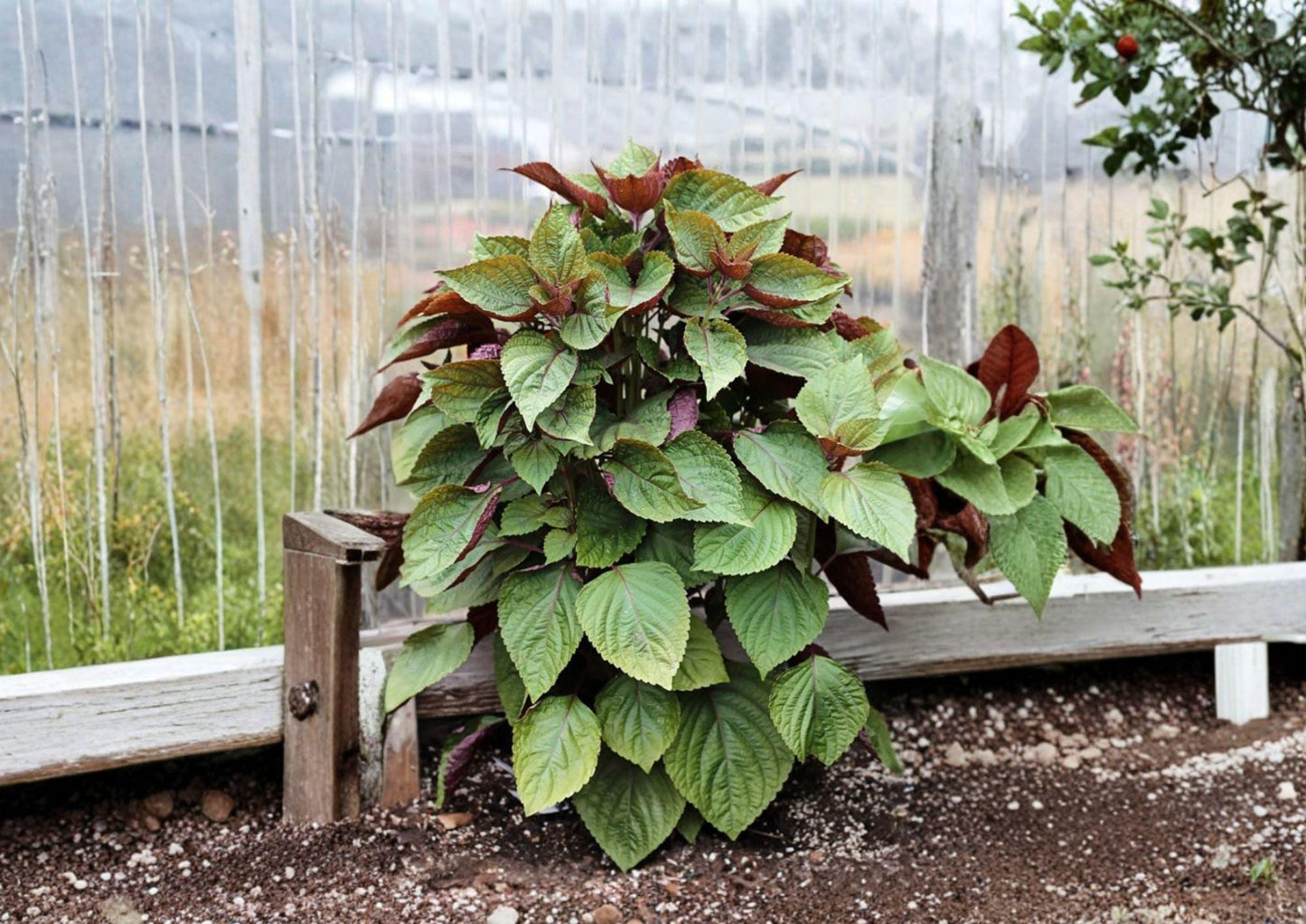 Red Perilla Shiso Seeds – 500 Heirloom Korean Herb Seeds for Asian Culinary Garden, Jeok Ssam Ip, Aromatic Red Leaf, Container Friendly