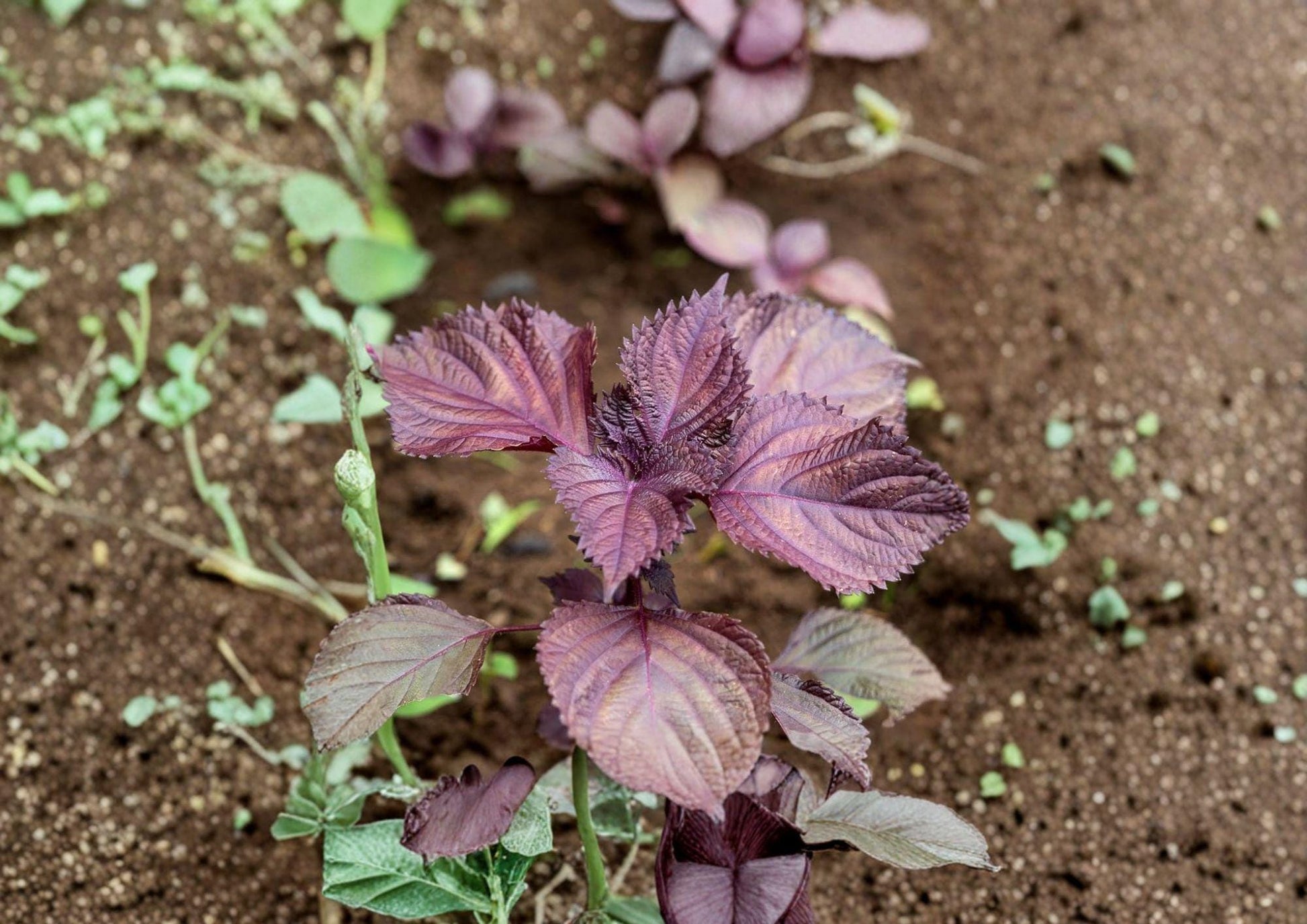 Red Aka Shiso Perilla Seeds – Heirloom Herb for Asian Cuisine, Culinary Gardens, Purple-Red Leaves, Gourmet Herb Seeds