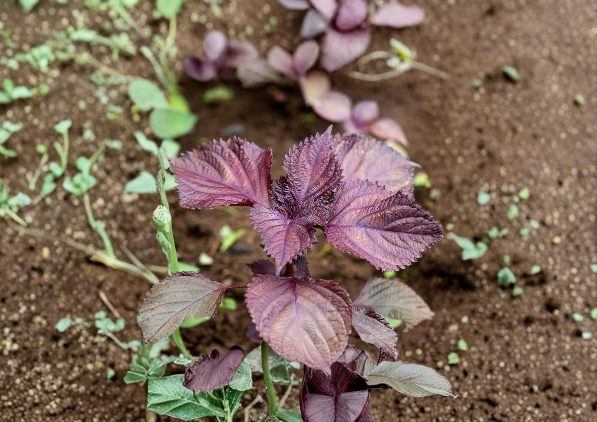 Red Aka Shiso Perilla Seeds – Heirloom Asian Culinary Herb for Sushi, Salads & Pickling, Vibrant Purple-Red Foliage, 100 Seeds