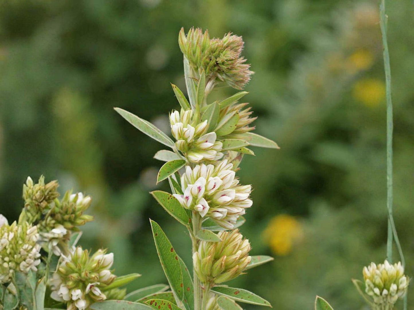 Lespedeza capitata Seeds – Native Prairie Legume, White Pollinator Perennial, Drought Tolerant, Soil-Enhancing Wildflower, 30 Seeds