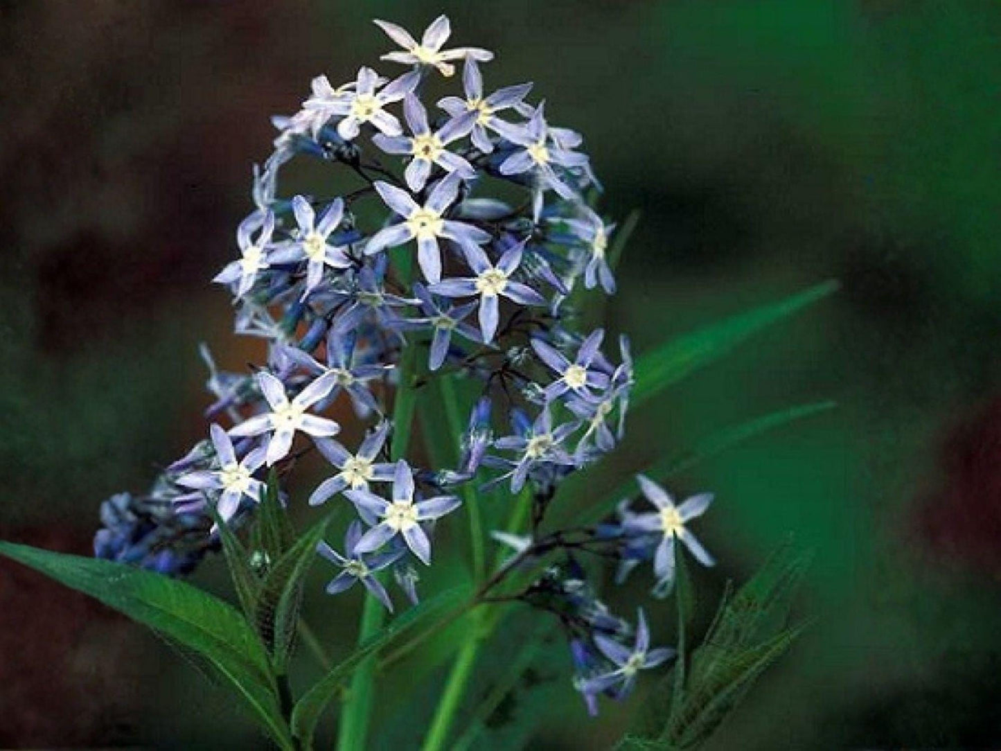 Amsonia tabernaemontana Seeds – Eastern Bluestar Native Perennial with Blue Spring Flowers for Pollinator Gardens