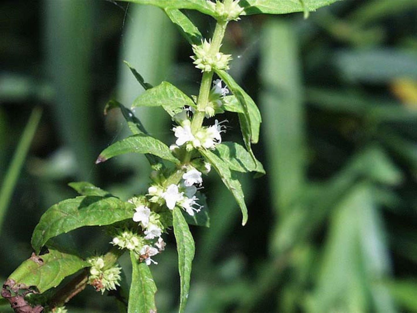Lycopus americanus Seeds – Native American Bugleweed Water Horehound for Wetlands, Rain Gardens & Pollinator Habitats – 500 Seeds