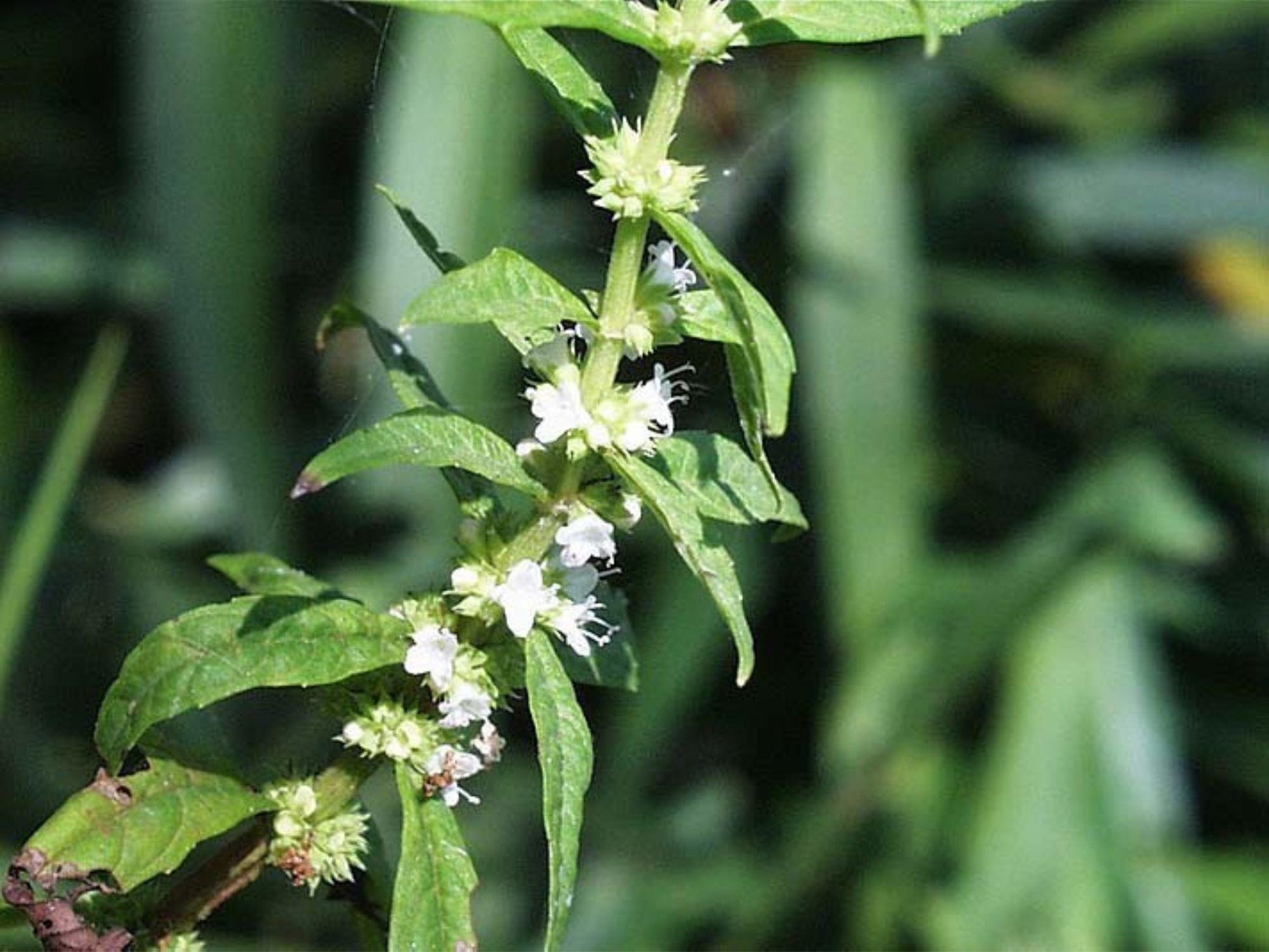 Lycopus americanus Seeds – Native American Bugleweed Water Horehound for Wetlands, Rain Gardens & Pollinator Habitats – 500 Seeds