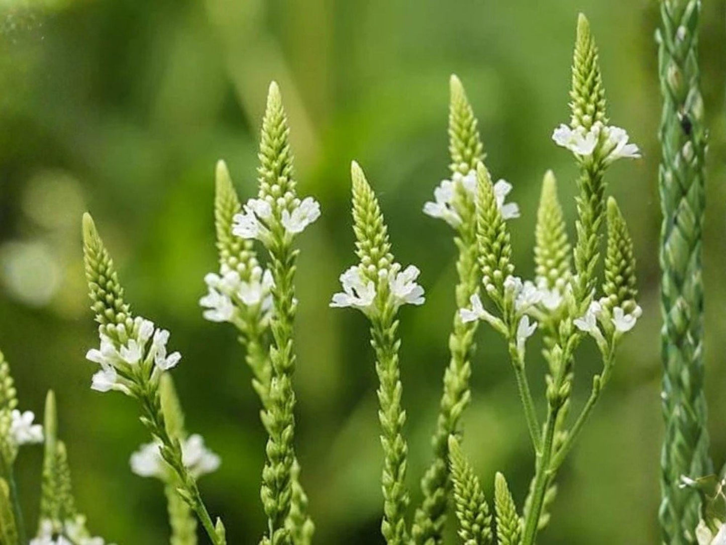 Verbena Urticifolia Seeds – White Vervain Native Perennial for Pollinator Gardens and Shade Landscapes