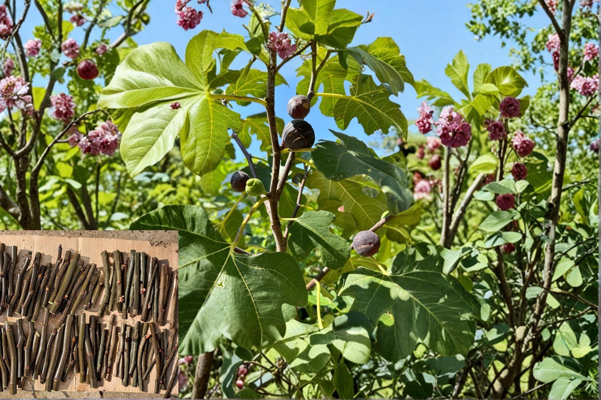 Chicago Hardy Fig Cutting 6 Inch Ficus carica Cold Hardy Fig Tree Propagation for Backyard Garden