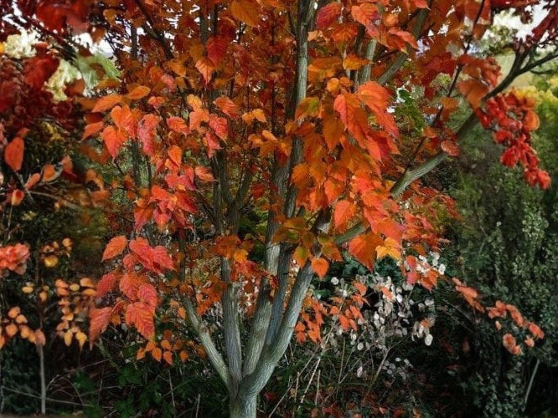 Snake Bark Maple Tree Seeds – Acer grosseri var. hersii, Rare Ornamental Deciduous Tree, Striped Bark, 10 Seeds