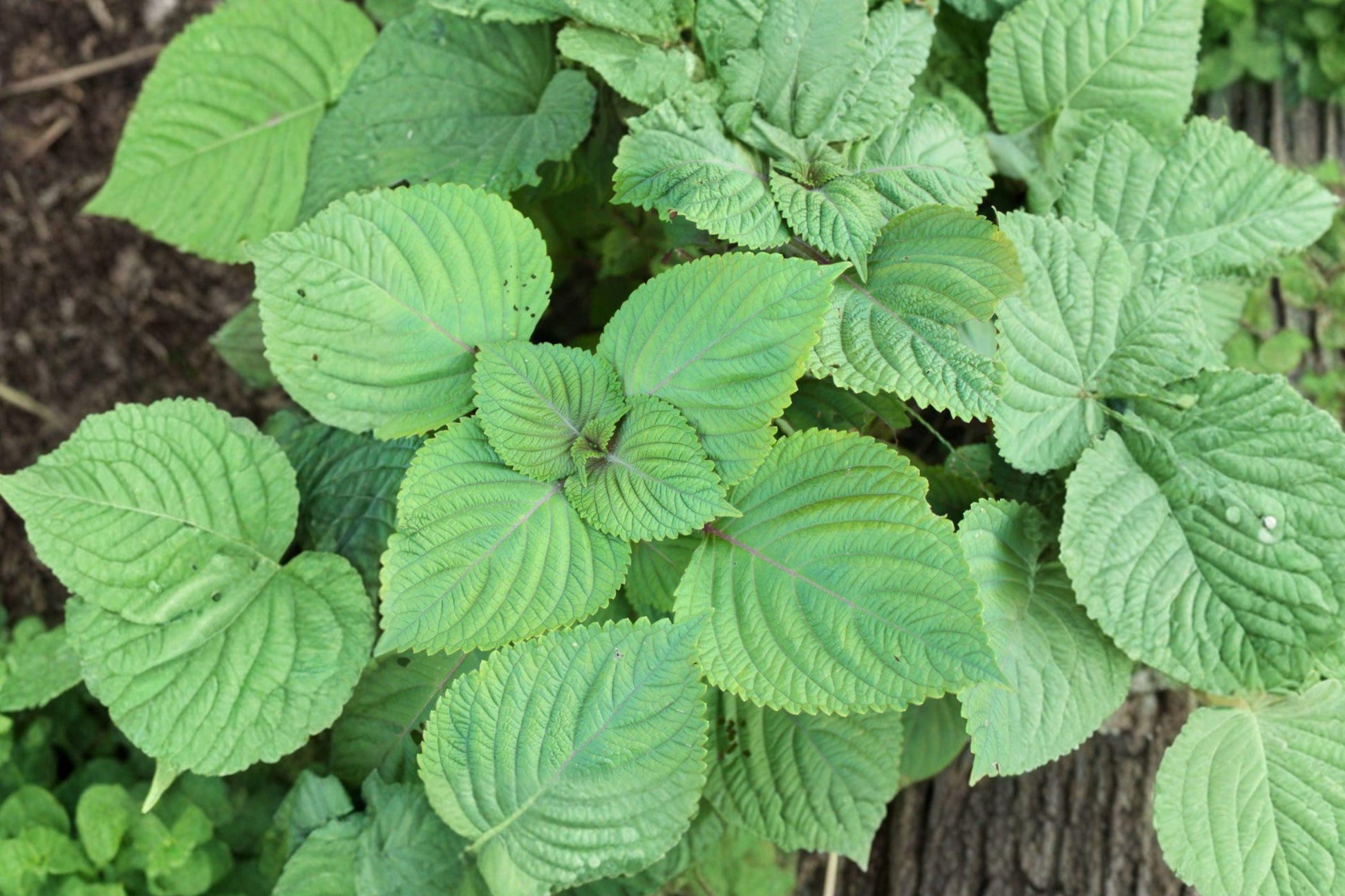 Perilla Shiso Herb Seeds – 500 Heirloom Korean Green Leaves for Culinary Use, Aromatic, Open Pollinated, Fast Growing