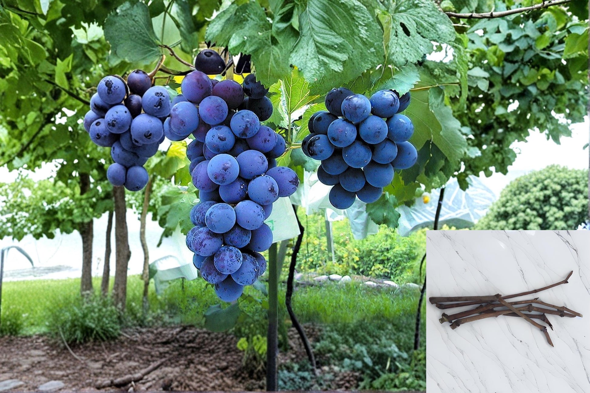 Kyoho Grape Cuttings 6pcs | Vitis vinifera Japanese Grape Vine for Home Garden & Vineyard