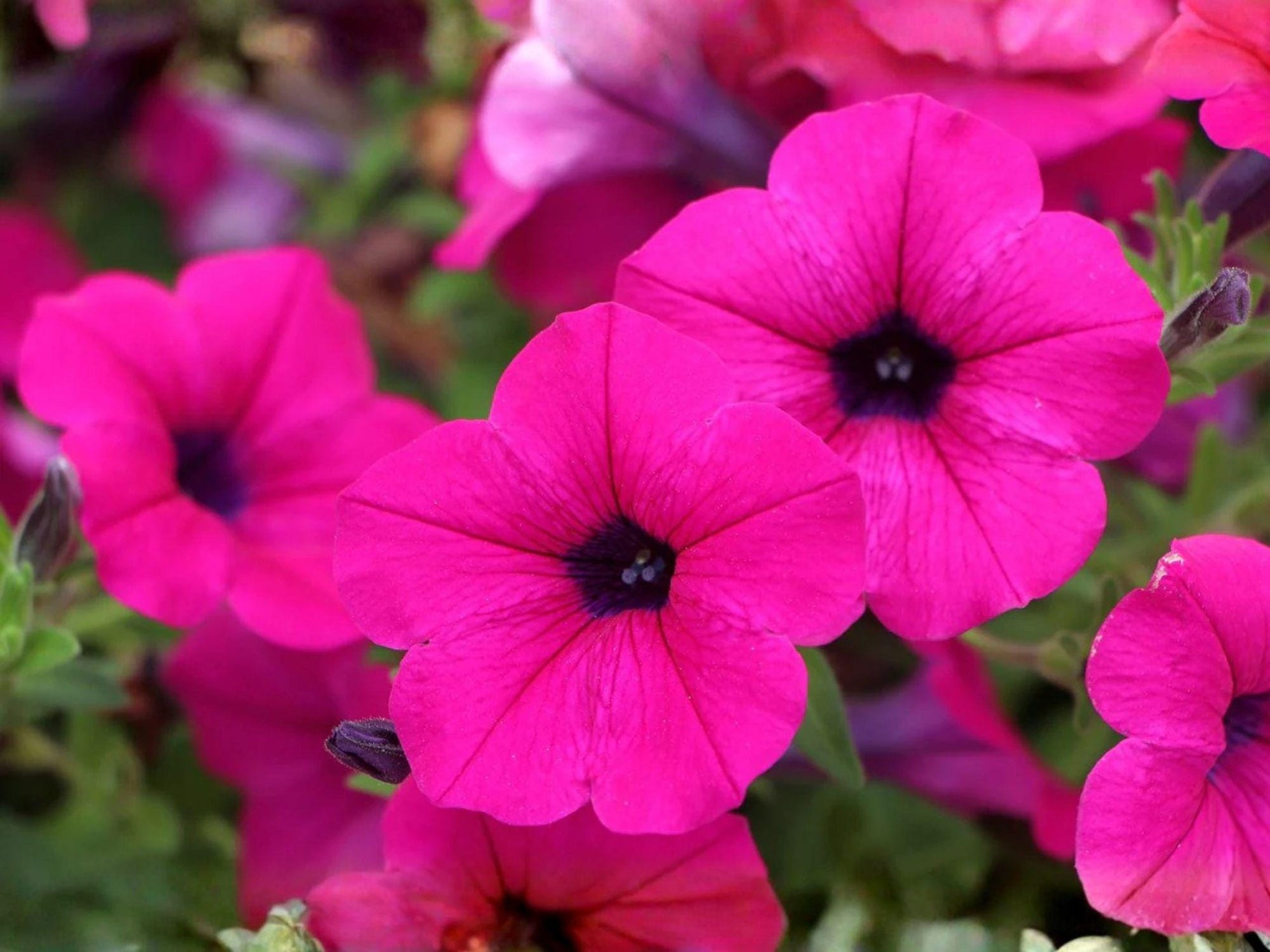 Shanin Wild Petunia Seeds - Heirloom Non-GMO Flower Seeds for Garden Planting - Petunia violacea