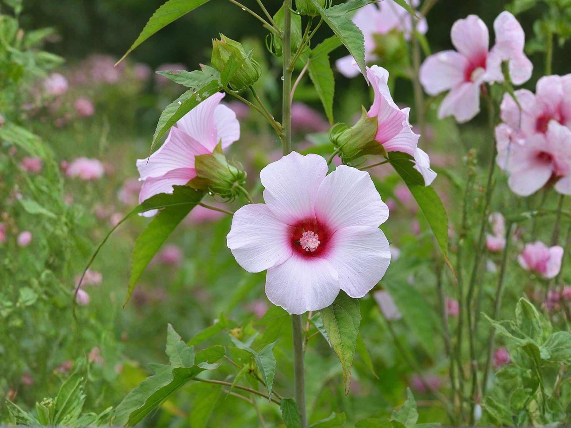 Rose Mallow Seeds - Heirloom Non-GMO Hibiscus militaris Flower Seeds for Pollinator Gardens