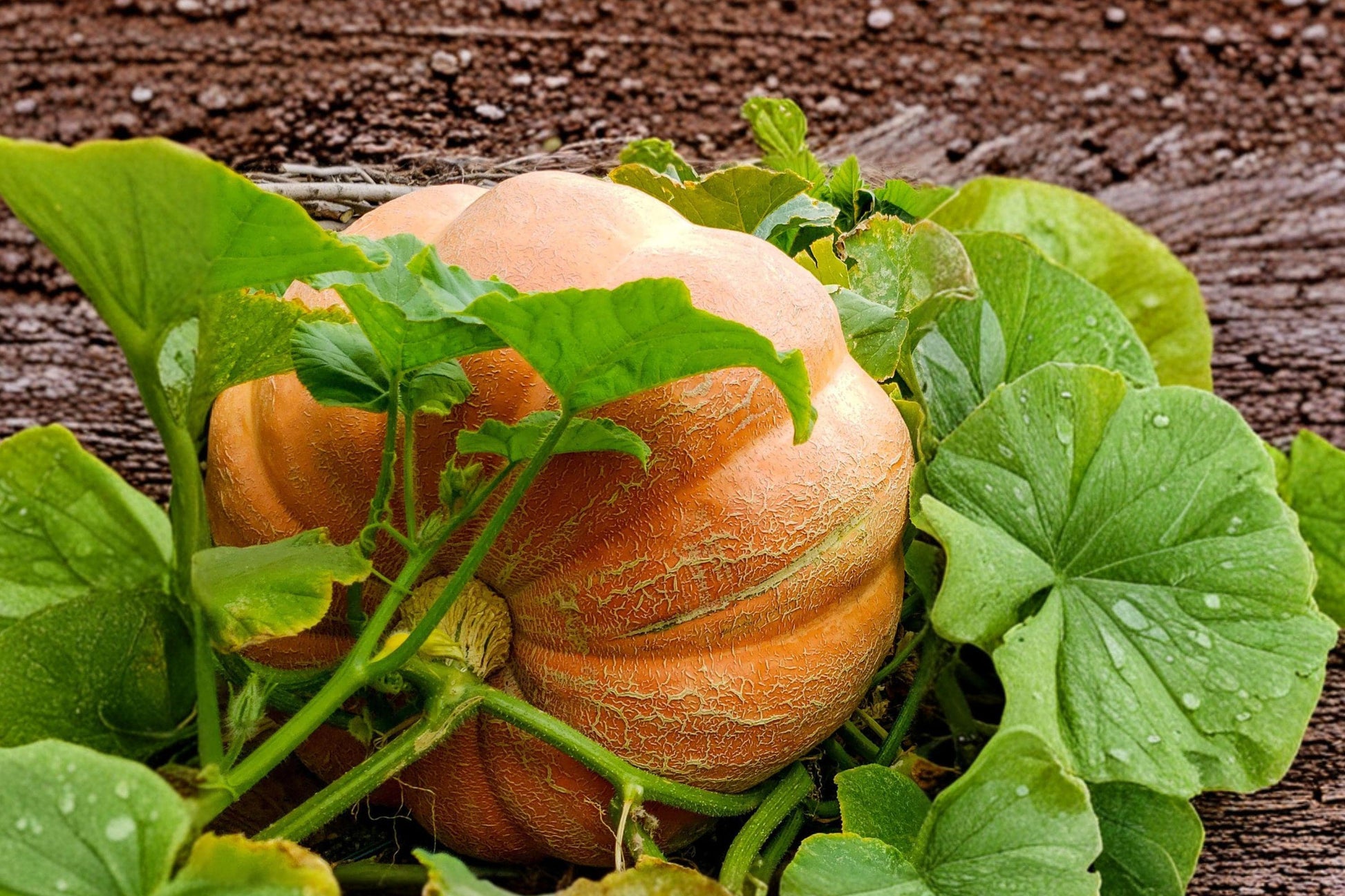 Dill's Atlantic Giant Pumpkin Seeds – Heirloom Non-GMO Record-Size Garden Veggies for Giant Pumpkin Growing