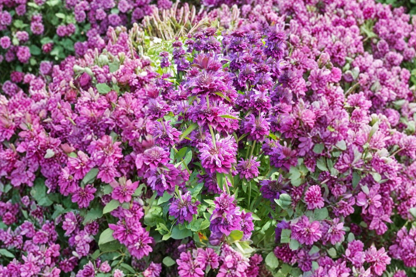 Lemon Mint Bee Balm Seeds – Heirloom Lavender Blooms, Pollinator Garden Herb, Monarda, Non-GMO, 3000 Seeds