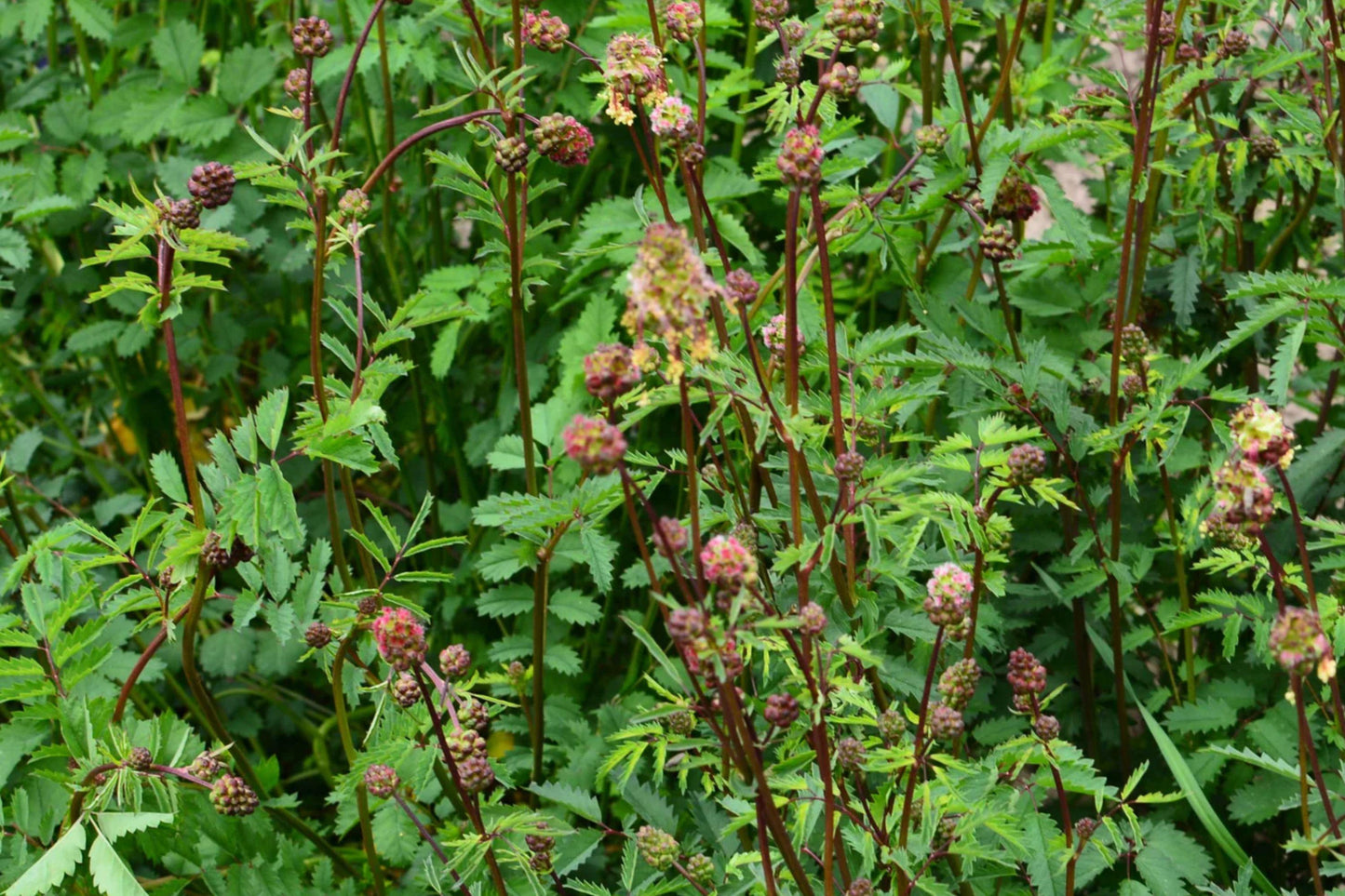 Salad Burnet Seeds – Heirloom Culinary Herb for Edible Gardens, Pollinator-Friendly, Sanguisorba minor, Compact Perennial Herb