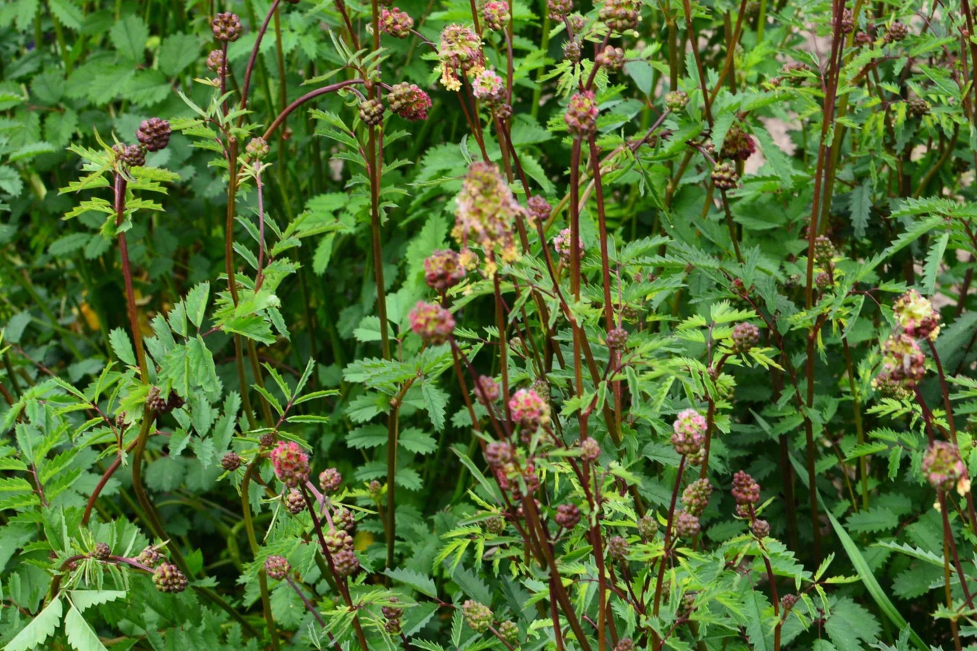 Salad Burnet Seeds – Heirloom Culinary Herb for Edible Gardens, Pollinator-Friendly, Sanguisorba minor, Compact Perennial Herb