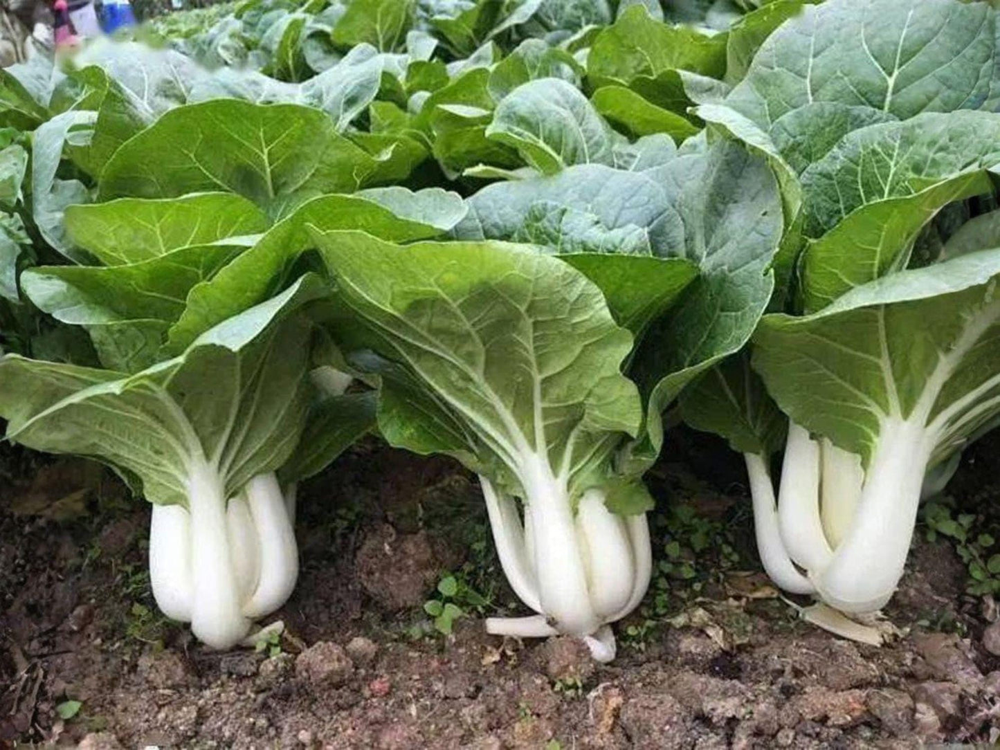 Dwarf Pak Choi Seeds – Compact Asian Vegetable for Gardens & Containers – Baby Bok Choy Brassica rapa subsp. chinensis