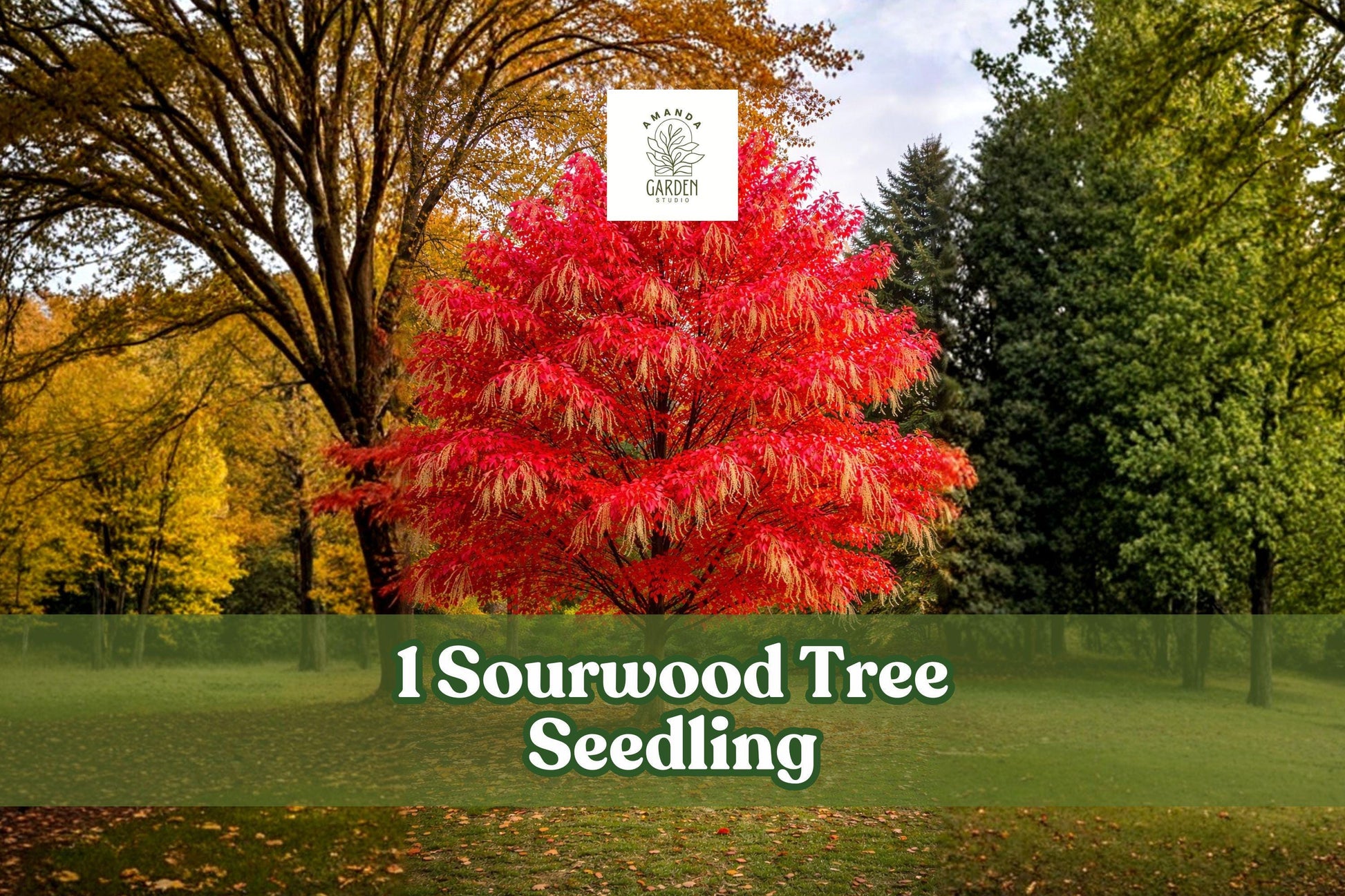 Sourwood Tree Seedling - Native Ornamental Landscape Tree - Oxydendrum arboreum - Live Plant for Garden, Yard, Native Planting