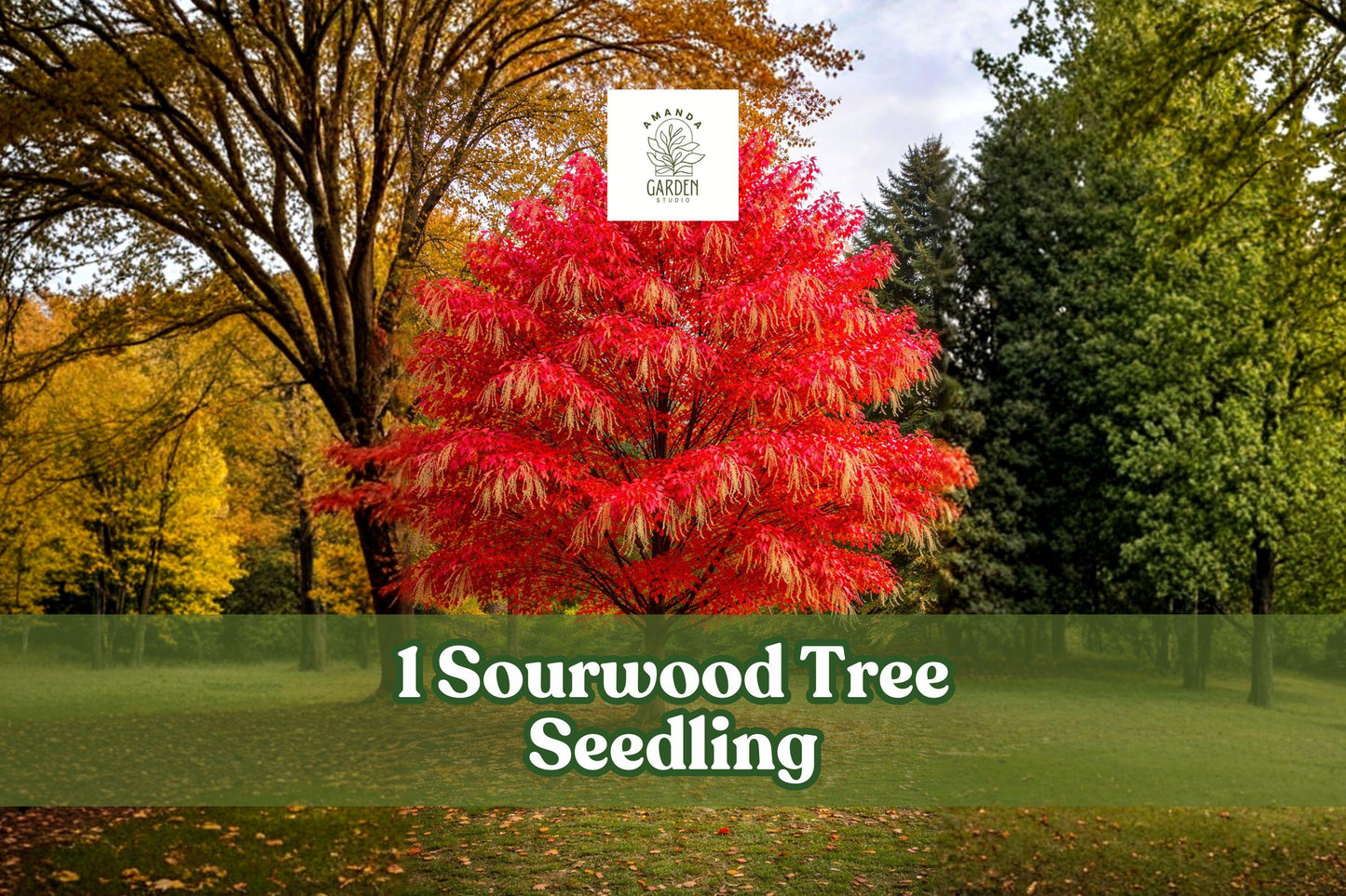 Sourwood Tree Seedling - Native Ornamental Landscape Tree - Oxydendrum arboreum - Live Plant for Garden & Yard