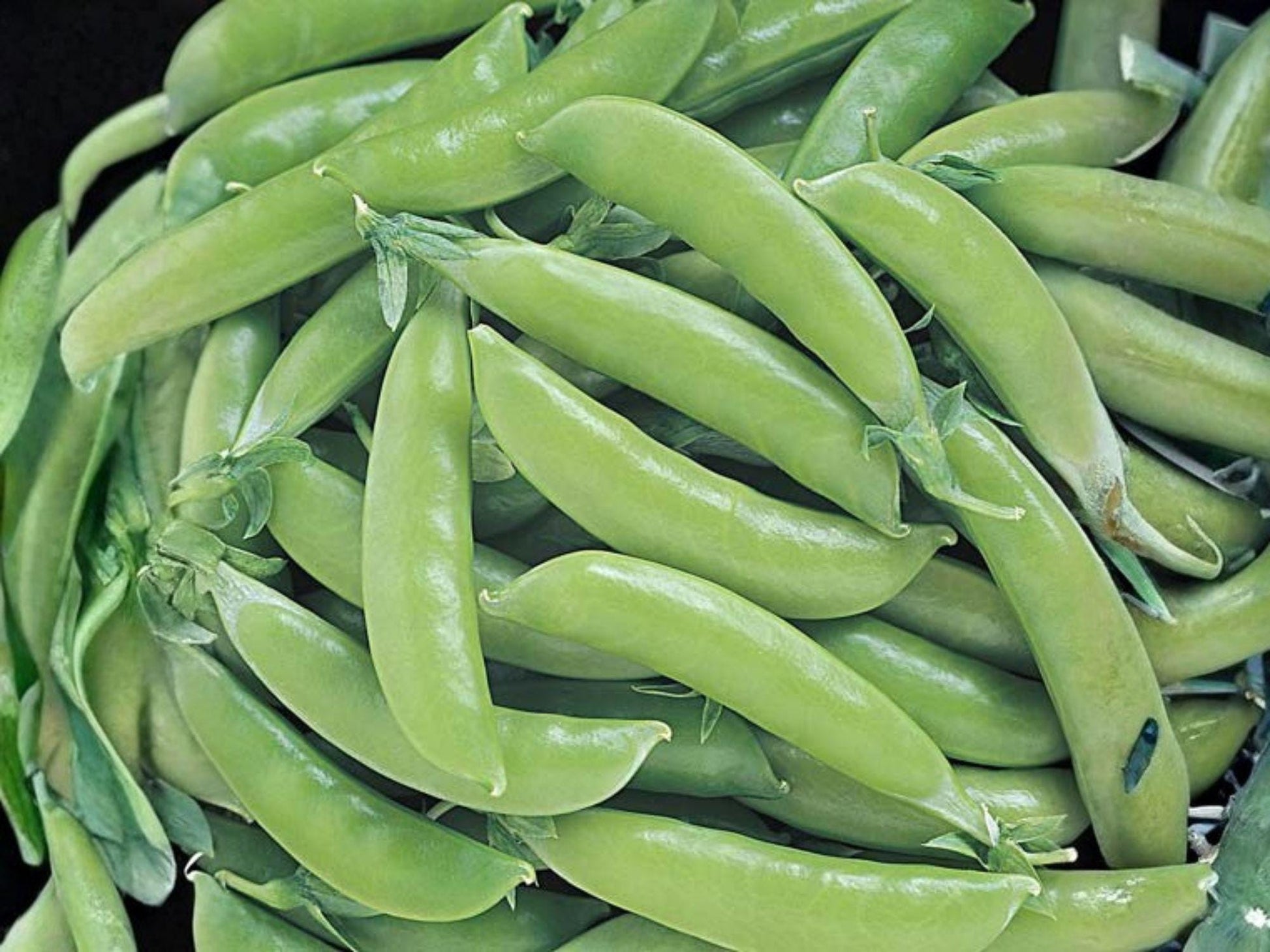 Sugar Snap Pea Seeds – Edible Pod Garden Vegetable Seeds for Climbing Vines, Sweet and Crunchy, 50 Seeds