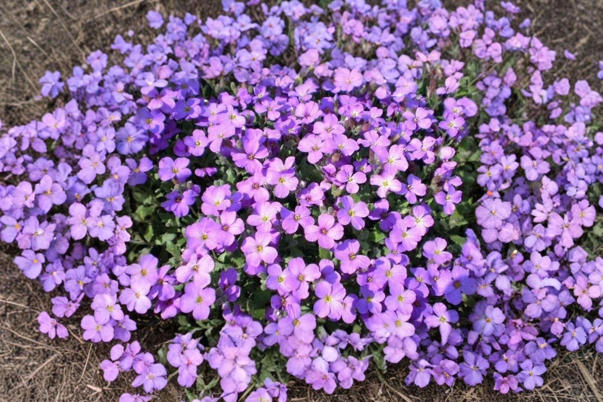 Purple Rockcress Seeds - Aubrieta deltoidea Perennial Ground Cover for Gardens, Borders, Slopes, 300 Seeds