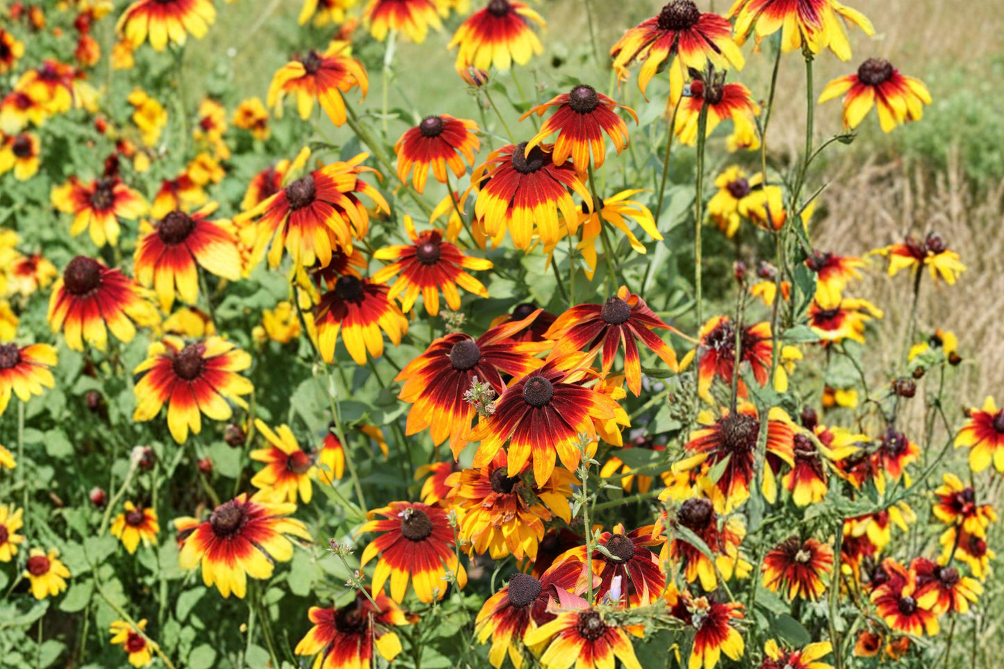 Gloriosa Daisy Seeds, 1000+ Butterfly-Friendly Wildflower Seeds, Rudbeckia hirta, Bright Yellow Flowers for Pollinator Gardens