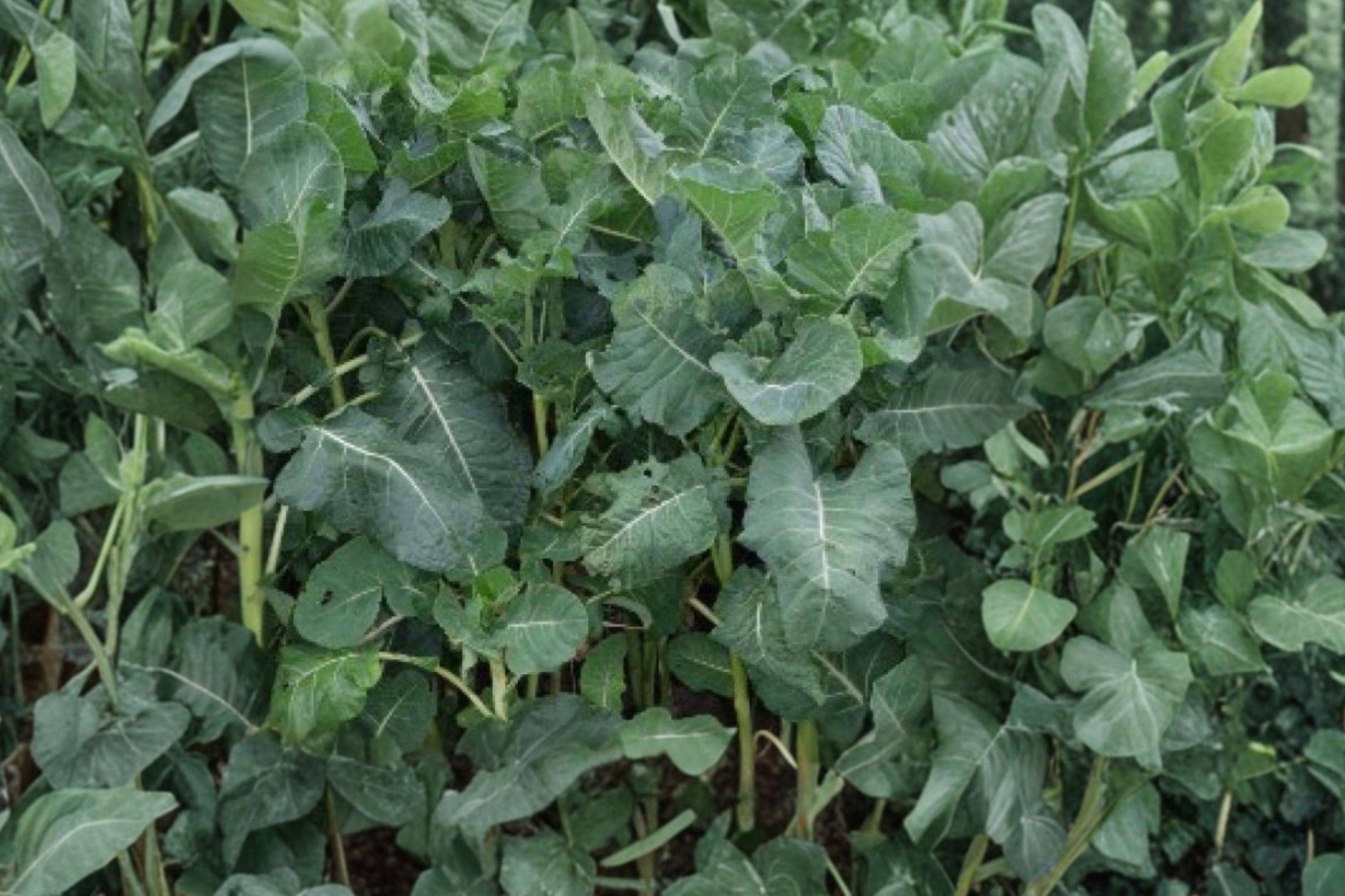 Bayou Kale Seeds – 500 Winter Hardy Brassica oleracea for Vegetable Garden, Cover Crop & Soil Improvement