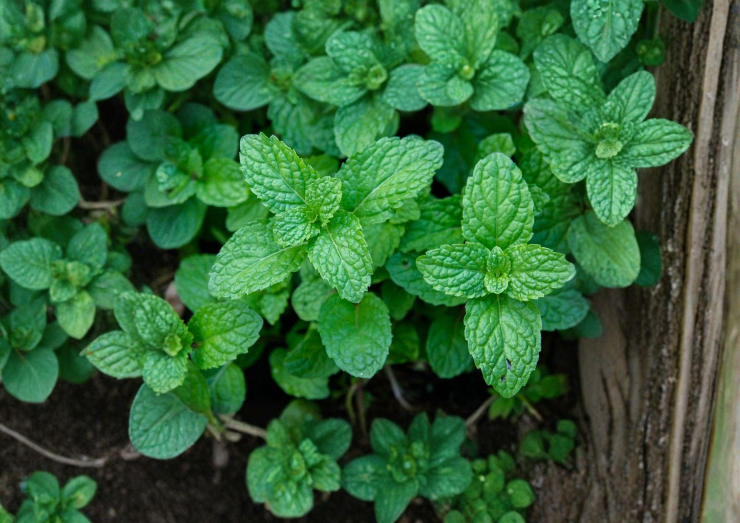 Mentha Piperita Peppermint Seeds 3000 Non-GMO Heirloom Perennial Herb for Tea Culinary Gardens