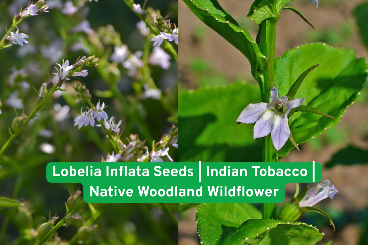 Lobelia inflata seeds, native wildflower, woodland plant, blue flower seeds, herbal garden plant, pollinator friendly, annual wildflower, native North American, meadow plant, seed packets, wildflower seeds, medicinal herb seeds, native woodland flowers