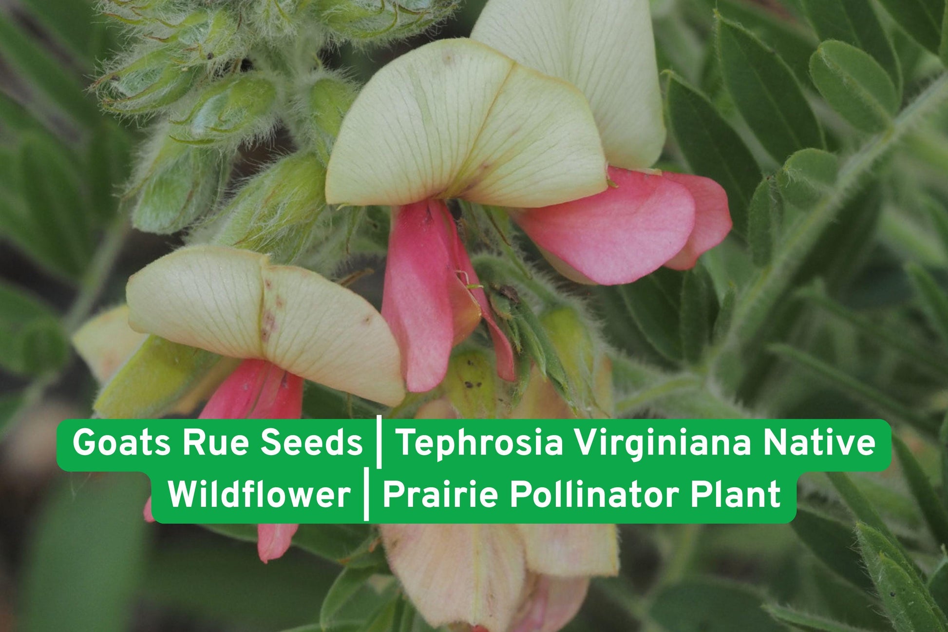 Goats Rue Seeds, Tephrosia virginiana, Wildflower Seeds, Prairie Plant Seeds, Native Pollinator Plant, Perennial Flower Seeds, Drought Tolerant Seeds, Meadow Seeds, Bee Friendly Seeds, Butterfly Attracting, Soil Enriching Seeds, Sunny Garden Seeds, North American Wildflower