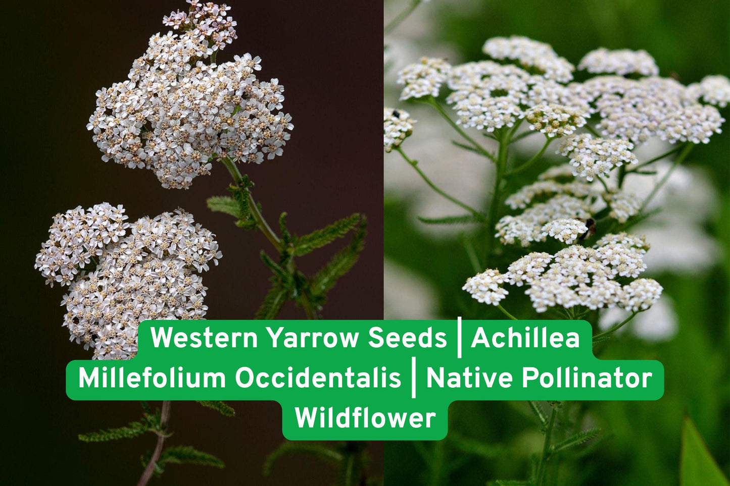 Western Yarrow Seeds,Native Wildflower Seeds,Pollinator Garden Seeds,Drought Tolerant Perennials,White Flower Seeds,Native North American Plants,Perennial Flower Seeds,Wildflower Seed Pack,Native Prairie Seeds,Butterfly Attracting Seeds,Low Maintenance Plants,Full Sun Seeds,Native Plant Gardening