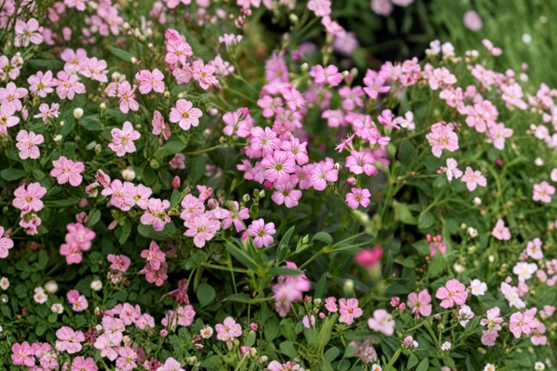 Gypsophila Repens Rose Seeds – 100 Pink Creeping Baby’s Breath Flower Seeds for Garden, Groundcover, Rock Gardens, Borders