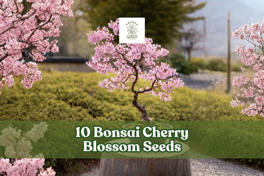 10 Cherry Blossom Seeds – Prunus spp. Flowering Tree for Bonsai & Garden, Pink Blooms, Ornamental Landscape Plant