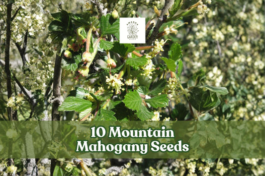 10 Mountain Mahogany Seeds Cercocarpus betuloides Native Evergreen Shrub for Dry Landscapes, Feathery Seed Tails