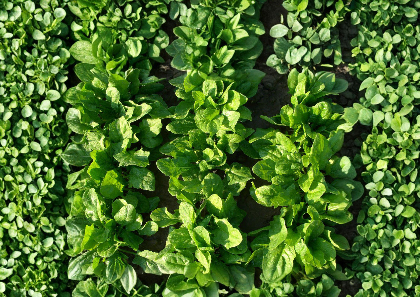 Viroflay Spinach Seeds – Heirloom Leafy Greens for Spring & Fall Gardens – Fast-Growing French Spinach (Spinacia oleracea)
