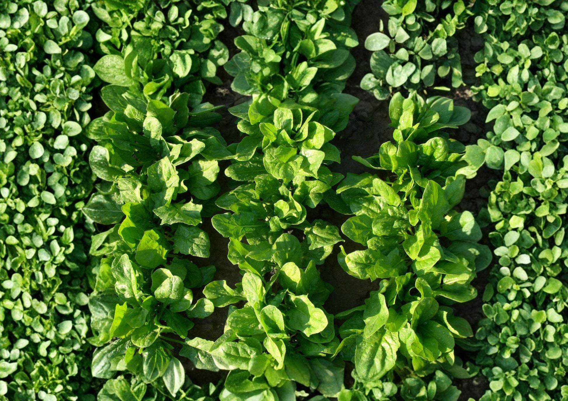 Viroflay Spinach Seeds – Heirloom Leafy Greens for Spring & Fall Gardens – Fast-Growing French Spinach (Spinacia oleracea)