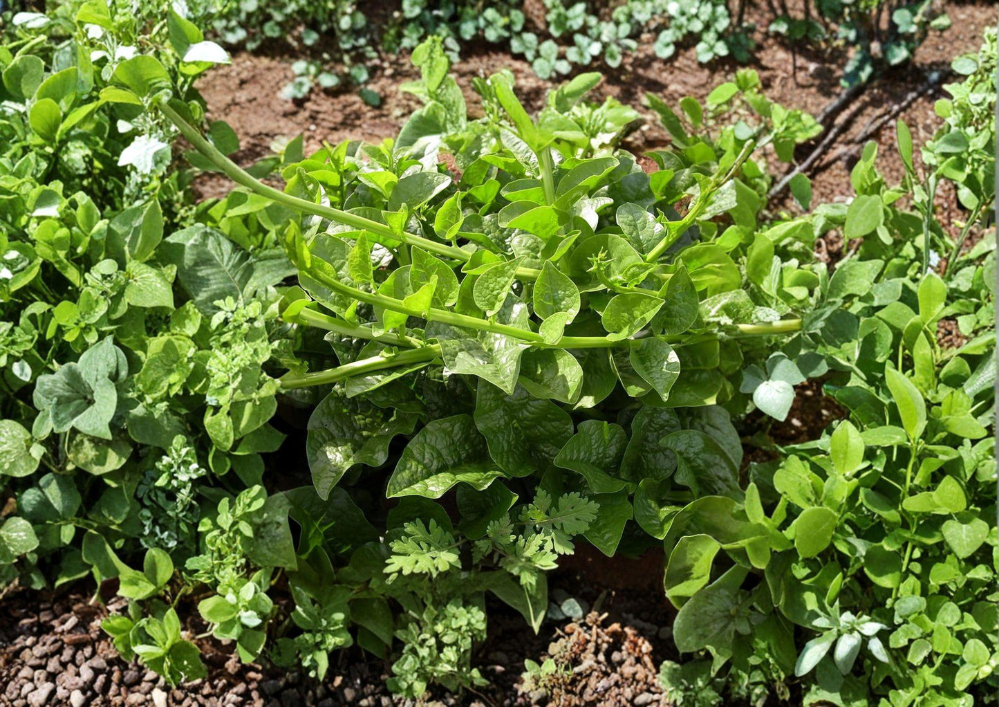 Malabar Spinach Seeds – Green Vines Supreme Climbing Vegetable, Heat Tolerant Summer Crop, Heirloom, 50 Seeds