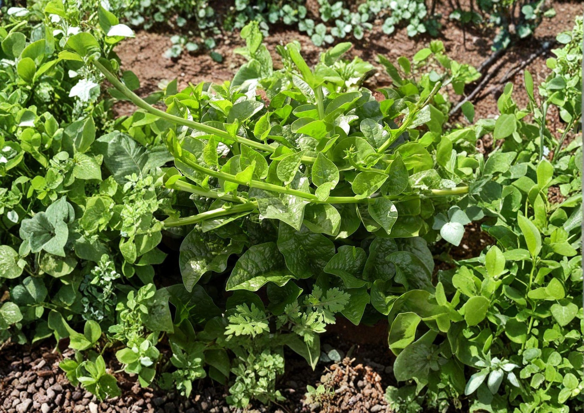 Malabar Spinach Seeds – Green Vines Supreme Climbing Vegetable, Heat Tolerant Summer Crop, Heirloom, 50 Seeds