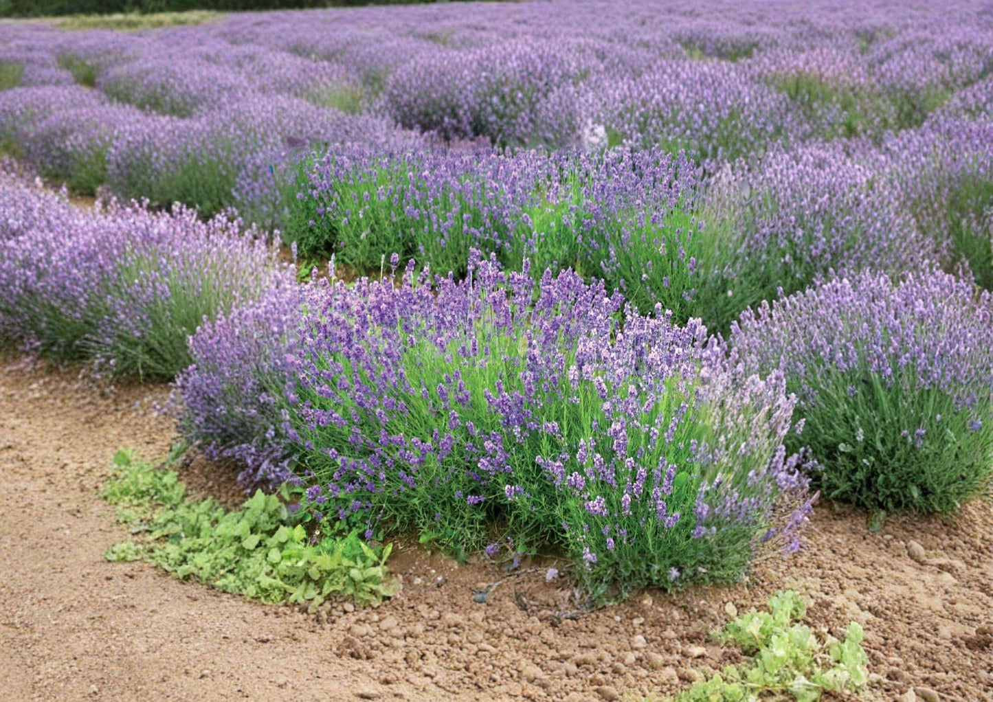 Lavandula Angustifolia Munstead Lavender Seeds – Fragrant Perennial Herb for Gardens, Pollinators, and Dry Landscapes