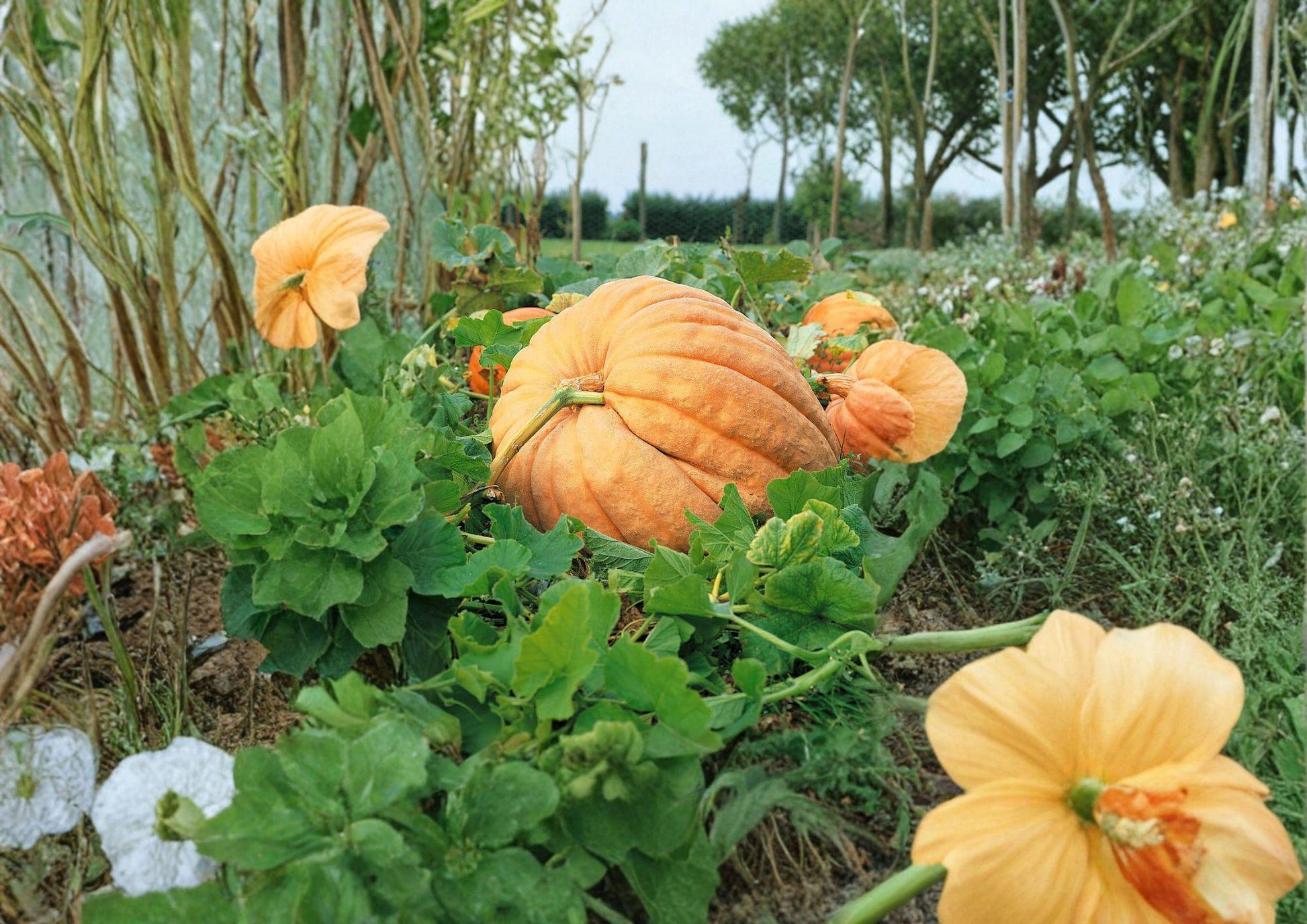 Dills Atlantic Giant Pumpkin Seeds – Heirloom Non-GMO Giant Pumpkin Variety for Record-Breaking Size, Garden Growing, Fall Displays