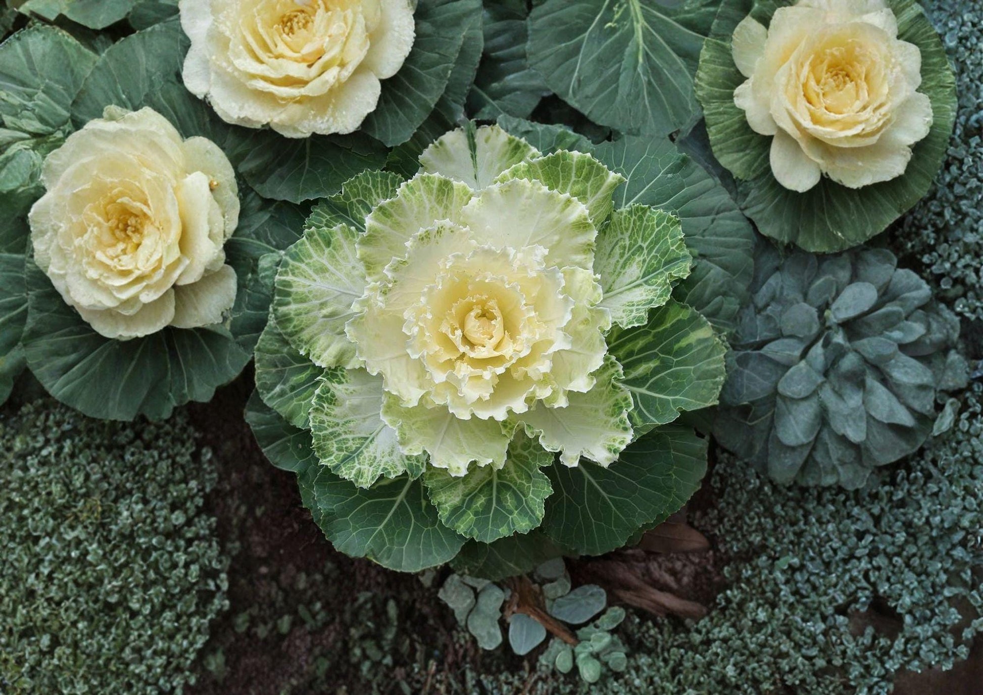 Ornamental Cabbage Seeds, Colorful Foliage, Fall & Winter Garden Plant, Brassica oleracea, 25 Seeds