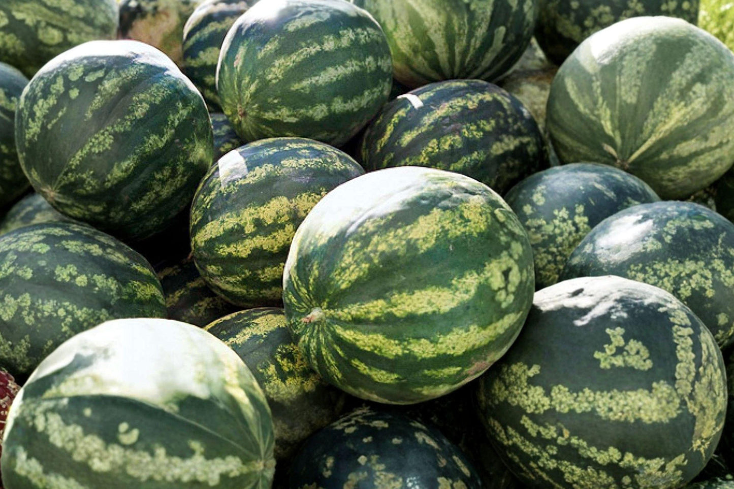 Crimson Sweet Watermelon Seeds – Heirloom Non-GMO, High Yield Summer Fruit, 10 Seeds