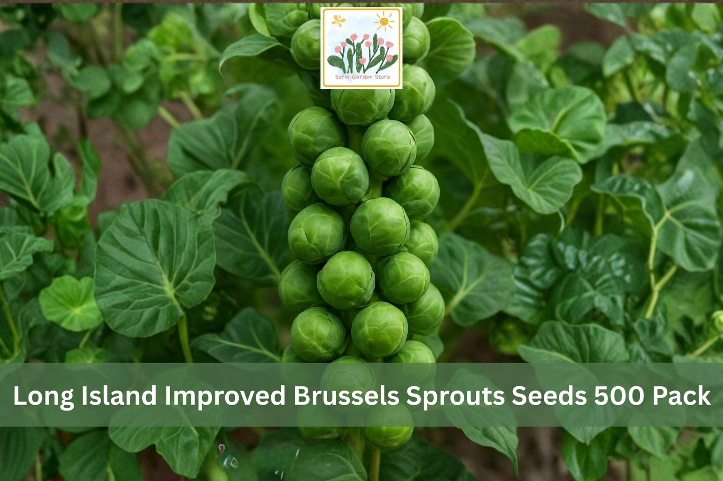 Long Island Improved Brussels Sprouts Seeds 500 Pack | Heirloom Brassica oleracea var. gemmifera for Cool Season Vegetable Garden