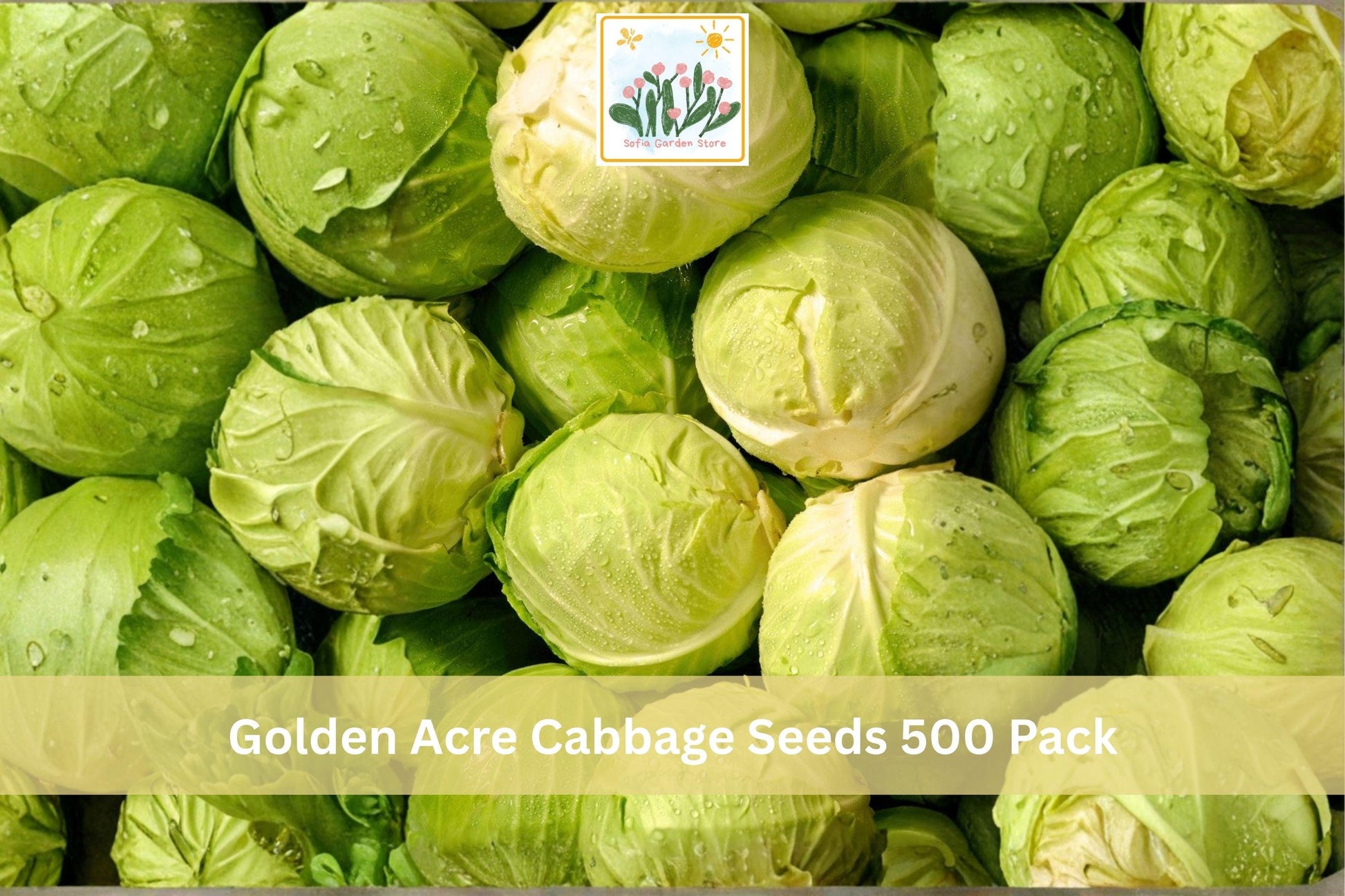 Golden Acre Cabbage Seeds 500 Pack – Brassica oleracea var. capitata, Heirloom, Compact Green Heads, Cool Season Vegetable Seeds